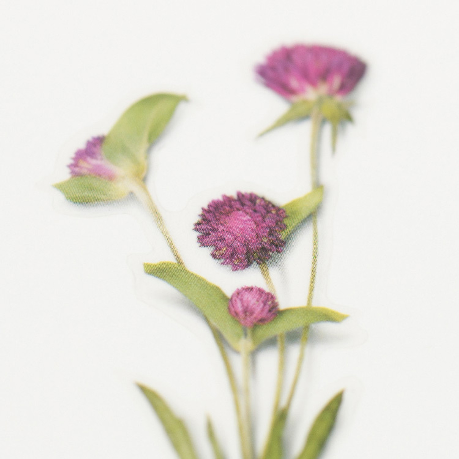 Fake Thistle - Etsy