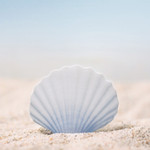 Appree Scallop sticky memo notes Medium