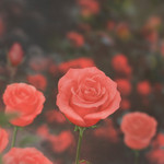 Appree Rose small sticky memo notes Appree Rose small sticky memo notes