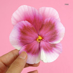 Pink - ABJECTION Pansy flower card and envelope set