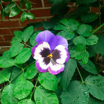 Example of use - ABJECTION Pansy flower card and envelope set