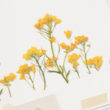 Usage example - Appree Rapeseed flower pressed deco sticker