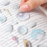 Appree Seashell Nature Clear Sticker