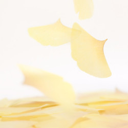 Ginkgo leaf transparent sticky memo notes Medium
