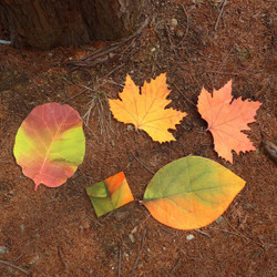 ABJECTION Tree leaf 3 cards set