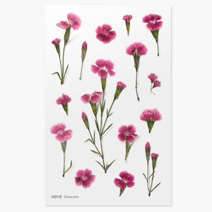 Pressed Flower Transparent Sticker - Manchurian Violet