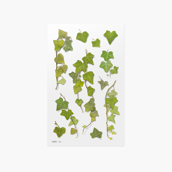 Appree Ivy pressed flower sticker