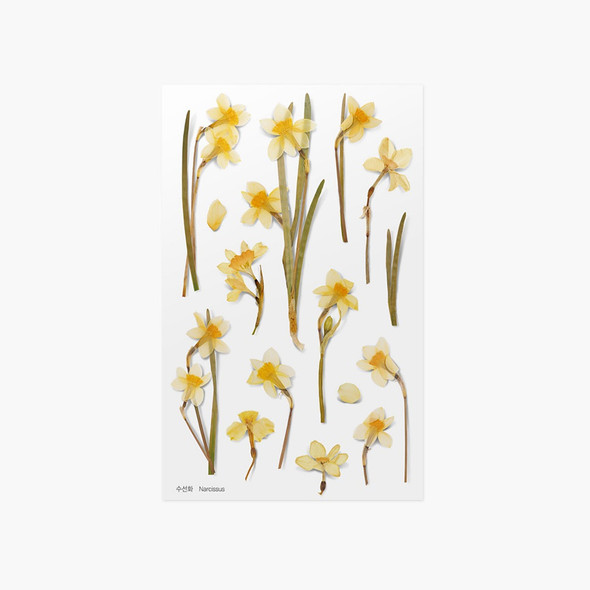 Appree Narcissus pressed flower sticker