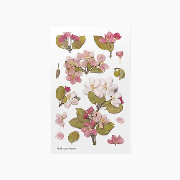 Appree Apple blossom pressed flower sticker