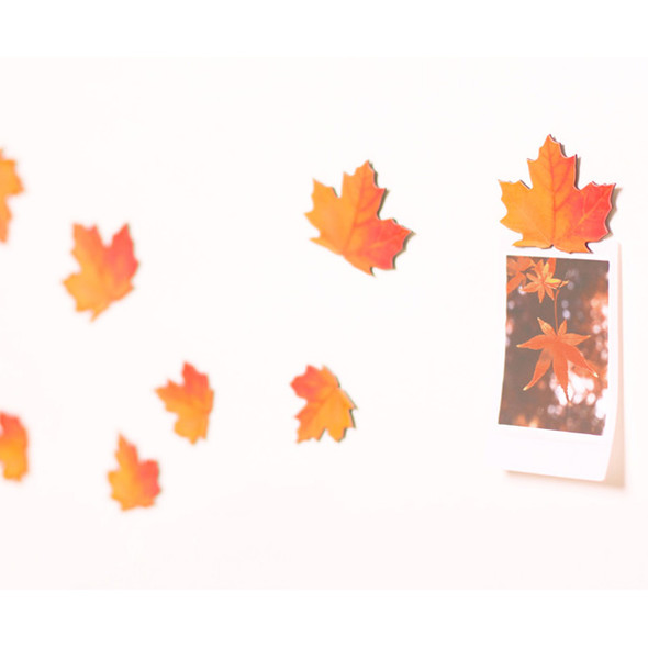 Appree Maple magnet set