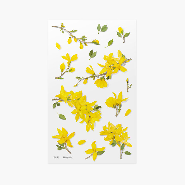 Appree Forsythia Pressed Flower Sticker Appree Forsythia Pressed Flower Sticker