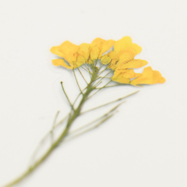 Usage example - Appree Rapeseed flower pressed deco sticker