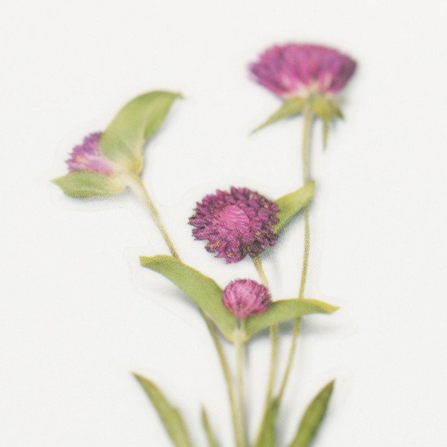 Gomphrena globosa 'Salmon Pastel' (Globe Amaranth) - Jora Dahl