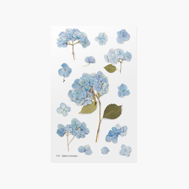 Appree Bigleaf hydrangea pressed flower sticker