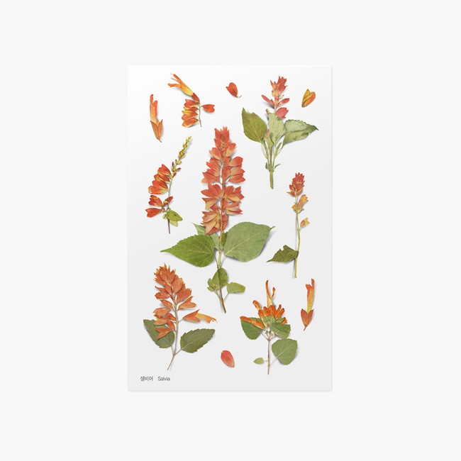 Appree Salvia pressed flower sticker