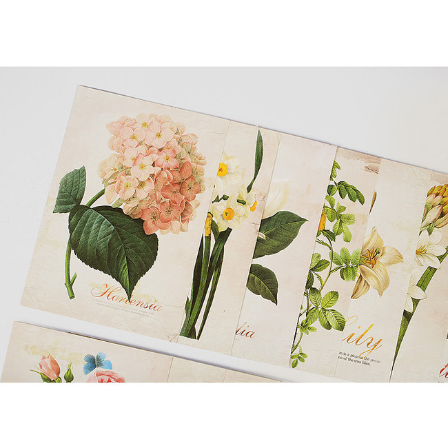 Flower illustration postcard set