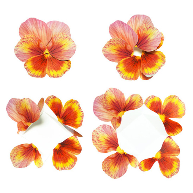 Orange - ABJECTION Pansy flower card and envelope set ver2