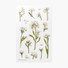 Sweet alyssum press flower deco sticker