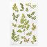 Appree Adiantum pressed flower deco sticker