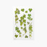 Appree Ivy pressed flower sticker