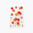Appree Palmate maple pressed flower sticker
