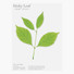 Birch leaf green sticky memo notes Large