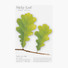 Appree Oak leaf green sticky memo notes Medium