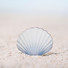 Appree Scallop magnet set 