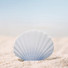 Appree Scallop sticky memo notes Small