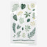 Daily transparent sticker - Leaf