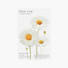 Daisy Medium sticky memo notes