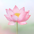 Lotus small sticky memo notes