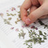 Appree Astragalus sinicus pressed flower sticker