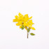 Appree Forsythia Pressed Flower Sticker