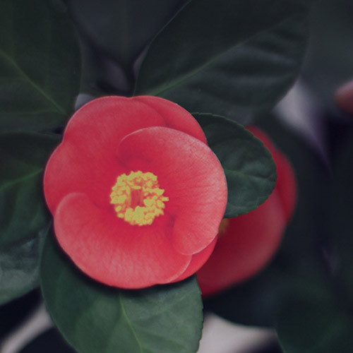 Camellia leaves magnet set