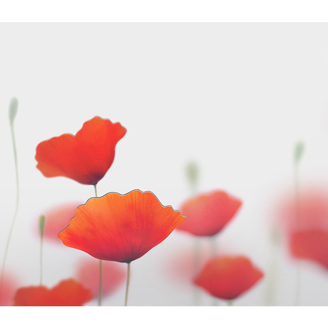 Poppy magnet set