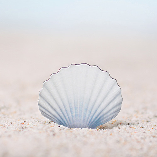 Appree Scallop magnet set 
