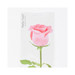 Appree Pink rose sticky memo notes - fallindesign