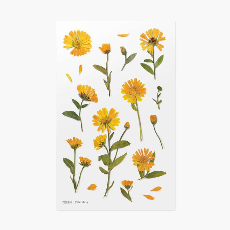 Appree Calendula press flower deco sticker