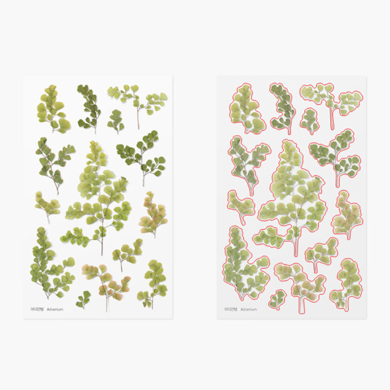 Appree Adiantum pressed flower deco sticker