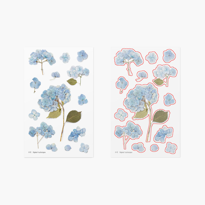 Appree Bigleaf hydrangea pressed flower sticker