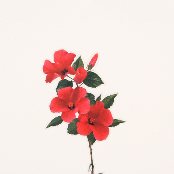 Usage example - Appree Tropical sunset nature scene sticker set