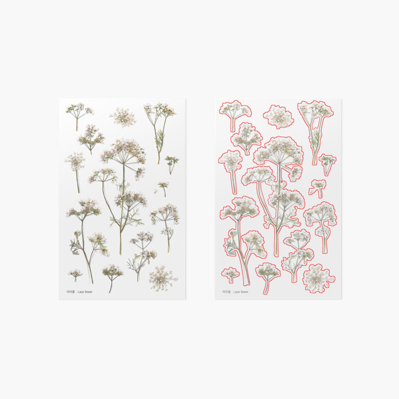 Appree Lace flower pressed flower sticker Appree Lace flower pressed flower sticker