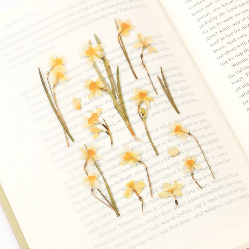 Appree Narcissus pressed flower sticker Appree Narcissus pressed flower sticker
