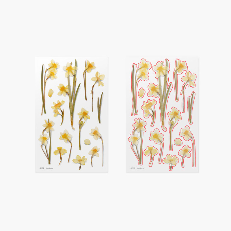 Appree Narcissus pressed flower sticker
