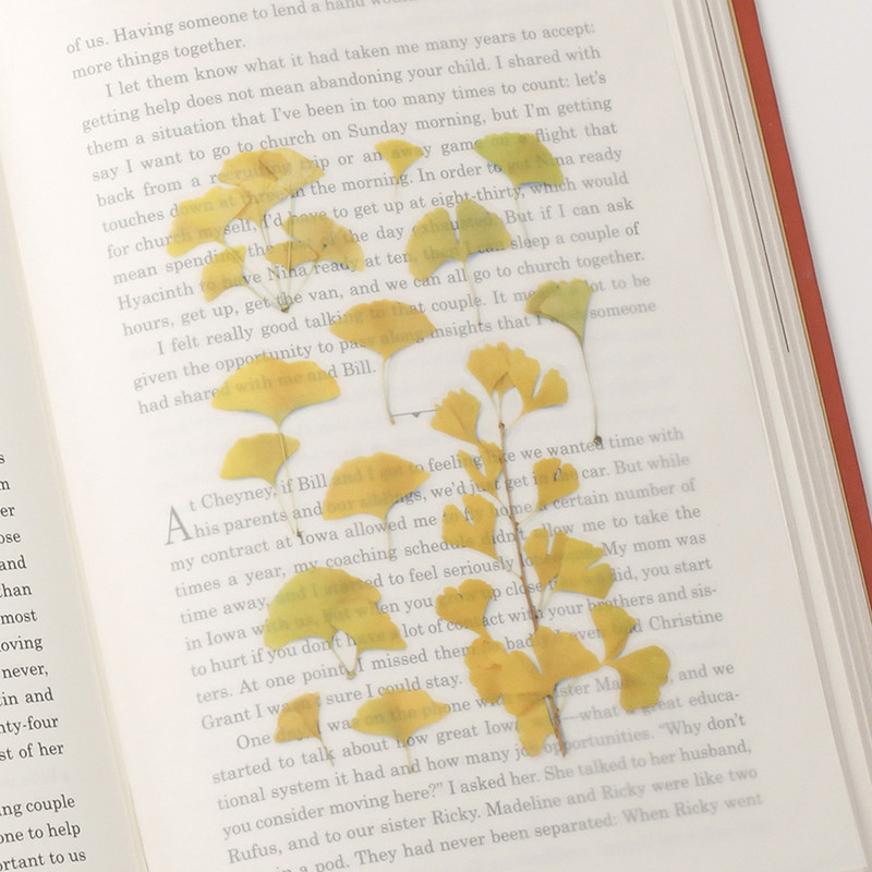 Appree Ginkgo pressed flower sticker Appree Ginkgo pressed flower sticker