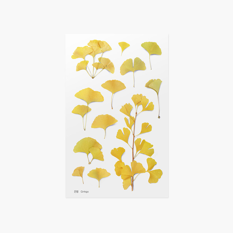 Appree Ginkgo pressed flower sticker Appree Ginkgo pressed flower sticker