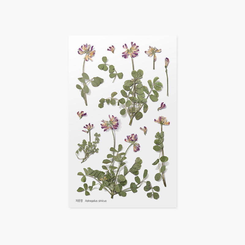 Appree Astragalus sinicus pressed flower sticker Appree Astragalus sinicus pressed flower sticker