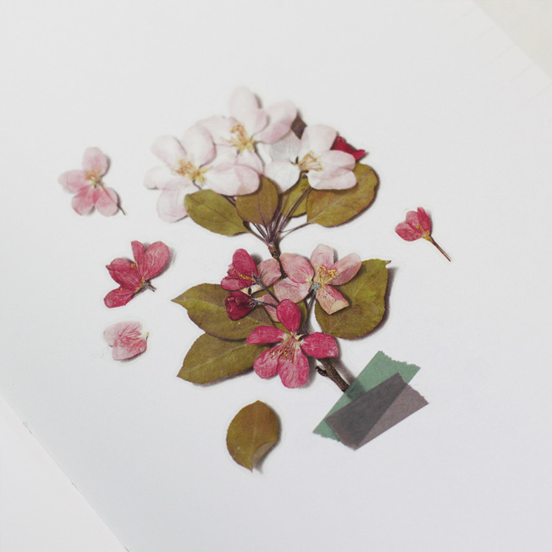 Appree Apple blossom pressed flower sticker Appree Apple blossom pressed flower sticker