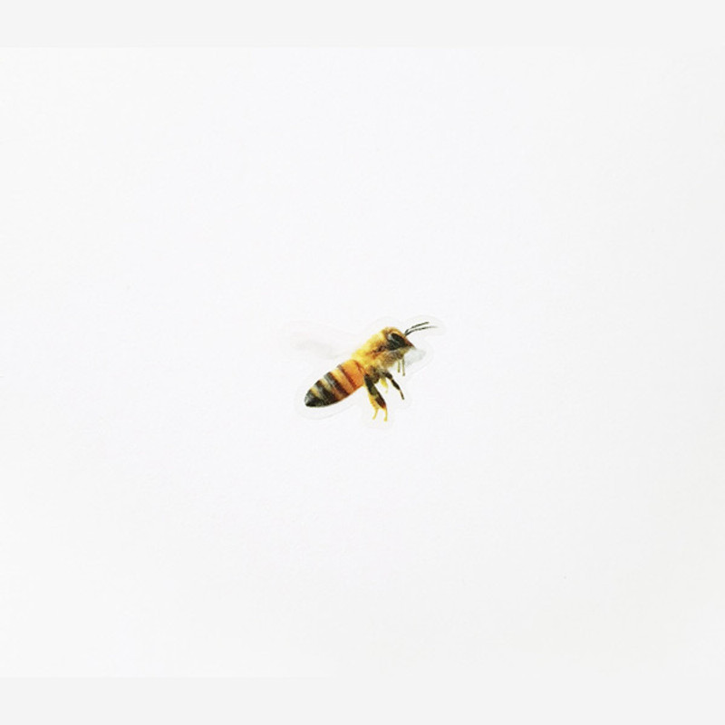 Appree Honeybee nature clear sticker Appree Honeybee nature clear sticker
